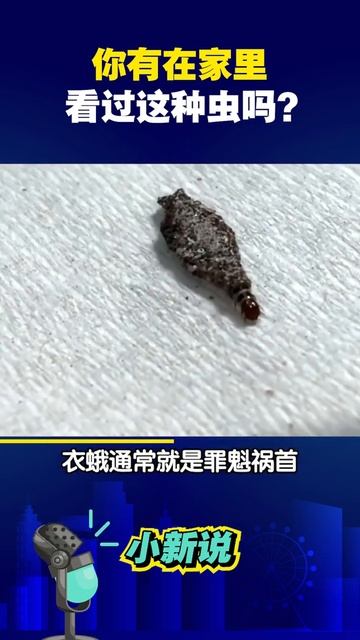 你家里有这种虫吗？#shorts #昆虫 #衣蛾 смотреть онлайн