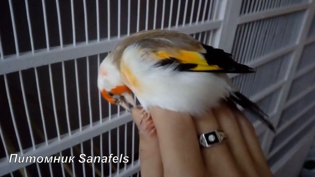 Мутационный щегол. смотреть онлайн