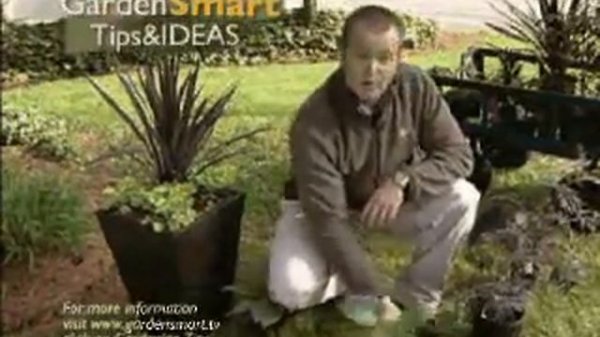 Wayside Gardens Gardening Tips - Dynamic Color