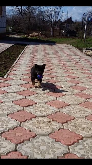 Маленький щенок приносит мячик смотреть онлайн