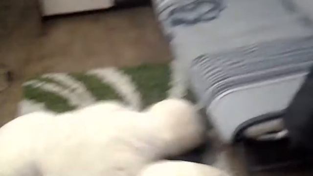 У меня в комнате игрушечный медведь ходит!!!!!!! ОН ЖИВОЙ!!!!!! ЩАС ДОКАЖУ!!! смотреть онлайн