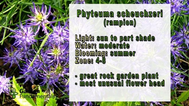 Best Plants - Perennials 🌺🌱🌹 My Favorite Perennials смотреть онлайн
