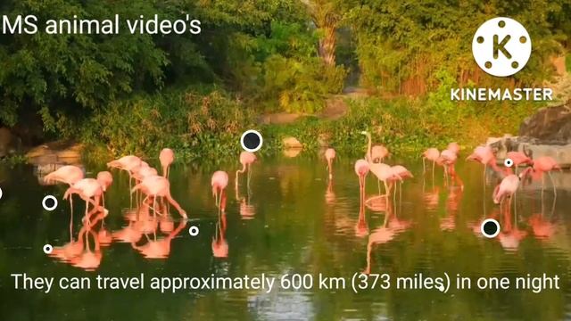Flamingo Birds (They eat with their heads upside down, sleep with their heads on their backs) смотреть онлайн
