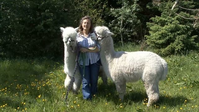 White Peak Alpacas смотреть онлайн
