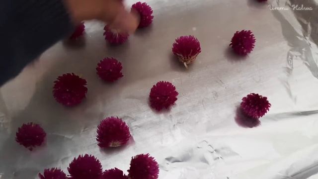CARA MENGERINGKAN BUNGA KENOP ( GLOBE AMARANTH ) DENGAN OVEN смотреть онлайн