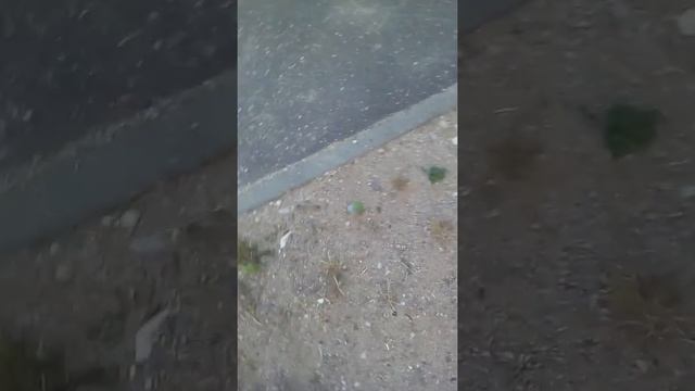 ЯЩЕРИЦЫ|МИНИ-ПИТОМЦЫ|ПЕРВОЕ ВИДЕО смотреть онлайн