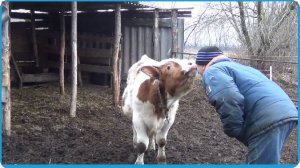 НА САМОМ ДЕЛЕ МЫ ДАВНО ПЛАНИРОВАЛИ ЭТУ ПОКУПКУ, ПРИУЧАЕМ К РУКАМ МОЛОДОЕ ПОКОЛЕНИЕ, ЖИЗНЬ В ДЕРЕВНЕ