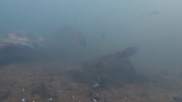 Green Chromide in the wild смотреть онлайн