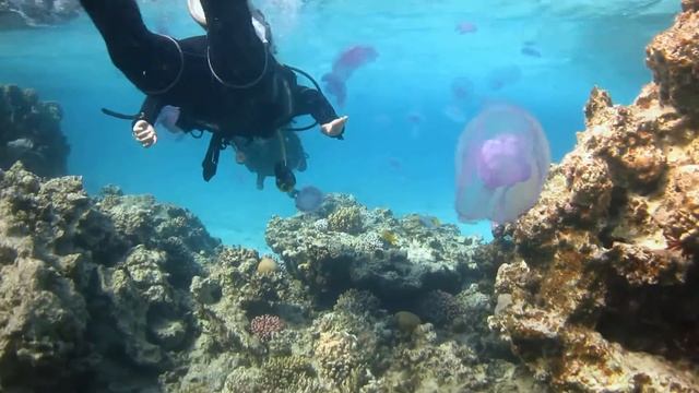 Jellyfish in Red Sea - DAHAB смотреть онлайн