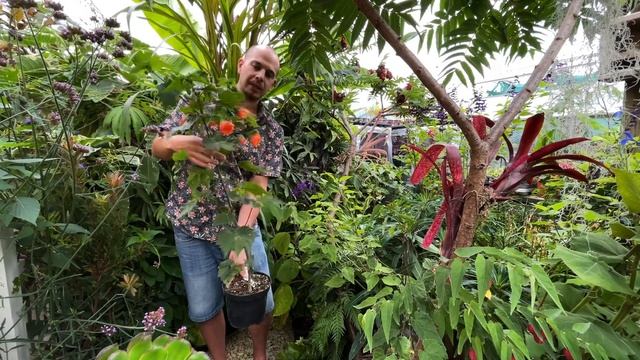 3 tropical plants you can grow from seed смотреть онлайн