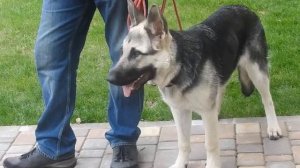 Как за 10минут научить собаку ходить рядом без поводка.