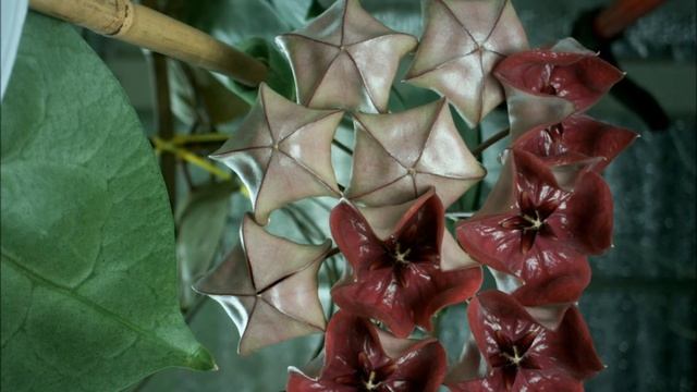 Just The Flowers Ma'am! Hoya Megalaster
