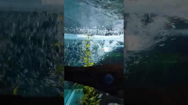 Лазоревская океанариум Тропическая Амазонка. смотреть онлайн