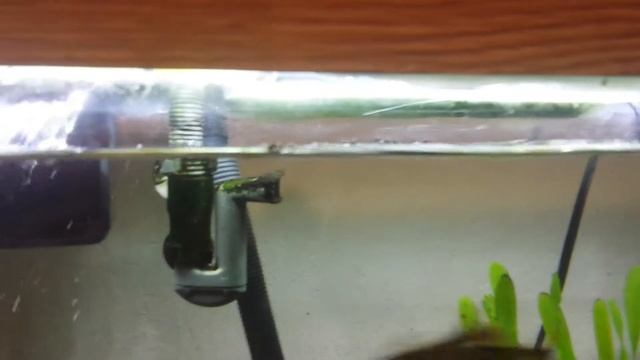 2015 Spider gets eaten in 55g fish tank смотреть онлайн