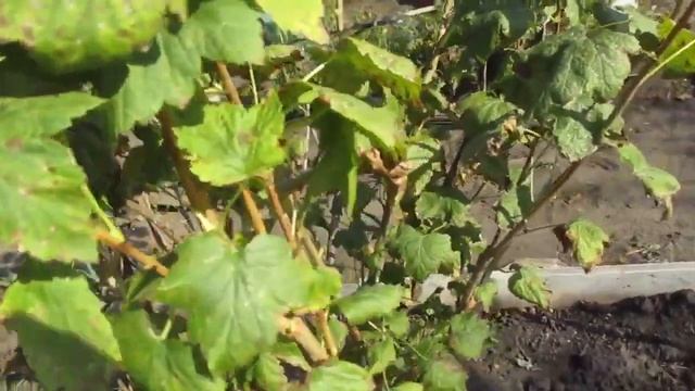 На листьях смородины появились коричневые пятна.  Это грибок.  Как с ним бороться.