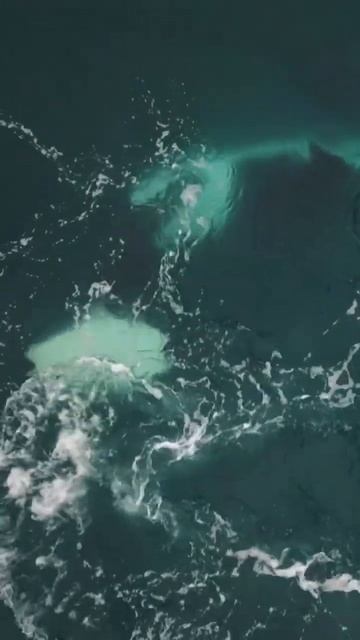 Увлекательное плавание по тихому океану: касатка на охоте за рыбой - незабываемый момент! 🐋🌊 смотреть онлайн