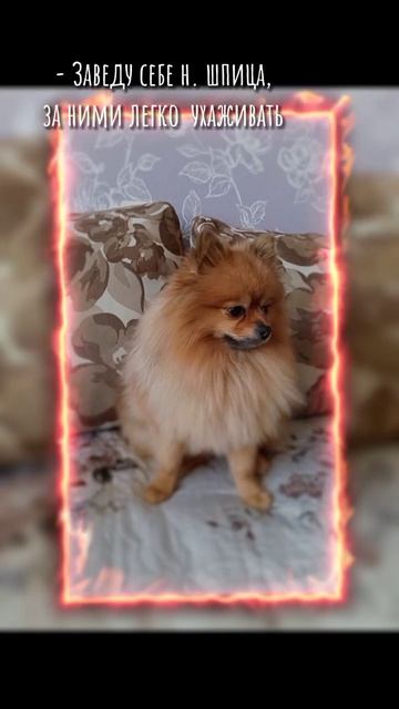 Давайте наберём тут много лайков?) делала долго#рек #dog #актив смотреть онлайн