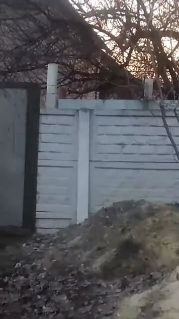Прыгучая собака,ржал до слез😂😂😂 смотреть онлайн