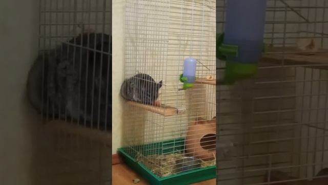 Шиншилла Жора пробует грейпфрут смотреть онлайн