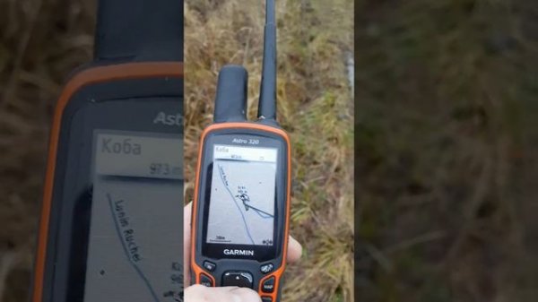 Охота с лайкой на рысь lynx hunting