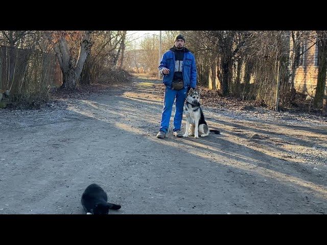 Команда ко мне / Восточно-европейская овчарка Аска 1 год смотреть онлайн