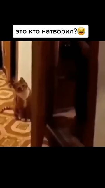 #Shorts Смешные животные Ржака до слез Тест на психику - Тренды ТикТок смотреть онлайн