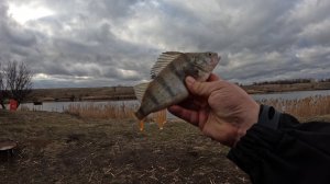 РЫБАЛКА на ХИЩНИКА. В глухозимье нужен правильный живец