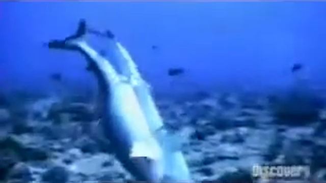 Shark Mating