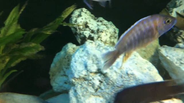 aulonocara jacobfreibergi otter point смотреть онлайн