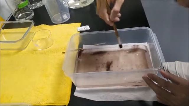 Sea water change of Polychaete culture_SQS's Lab смотреть онлайн