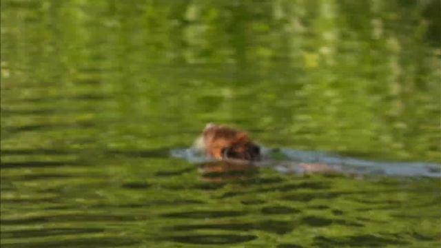 Водные грызуны Израиля смотреть онлайн