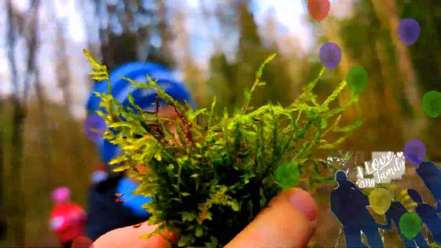 СИЛА ПРИРОДЫ ДЕРЕВЬЯ ПОВАЛЕНЫ Fallen Trees смотреть онлайн