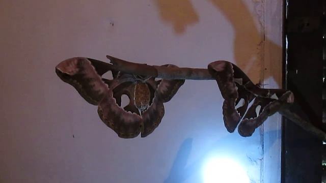 Rothschildia speculifer rubra смотреть онлайн