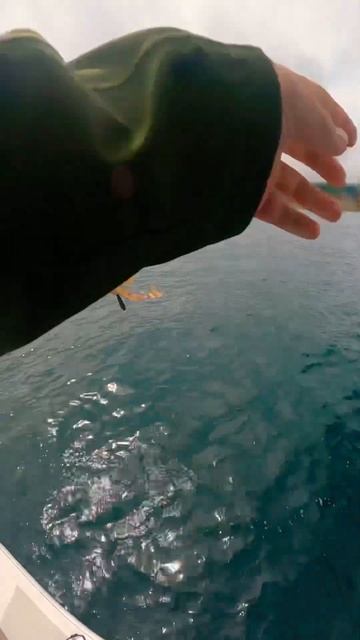 Океаническая Рыбалка у берегов Камчатки #камчатка #fishing #рыбалка смотреть онлайн