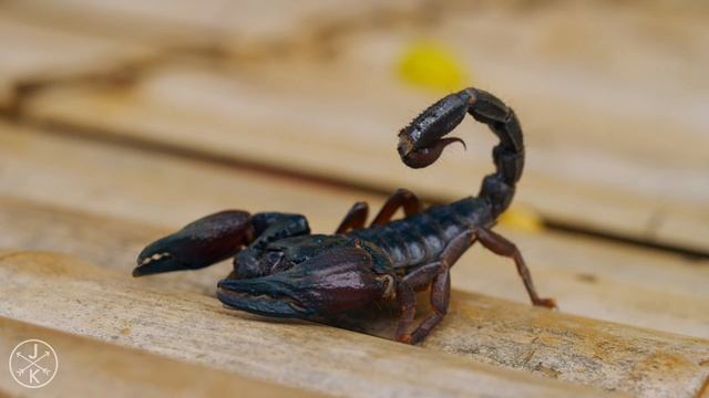 WILDLIFE IN 4K (ULTRA HD) 60fps