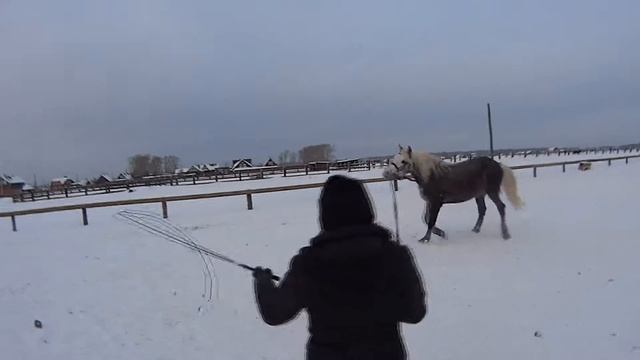 Златик тащит с корды смотреть онлайн
