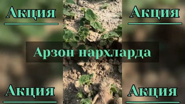 Павловния илдиз каламчалар арзон нархларда смотреть онлайн