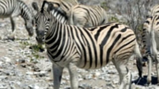 It's a Black and White World Facts About the Mountain Zebra смотреть онлайн