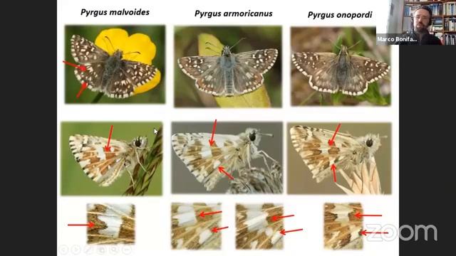 Hesperiidae (Esperidi). Riconoscimento farfalle degli Appennini смотреть онлайн
