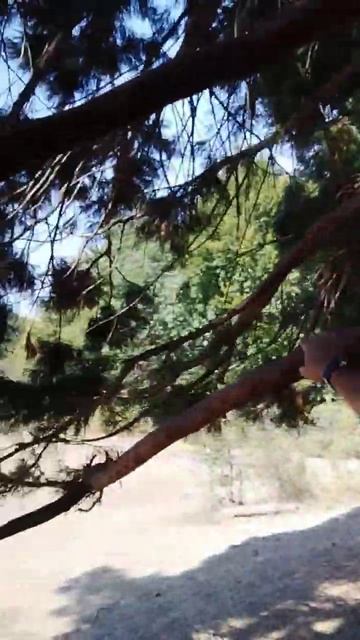 Мамонтово дерево, секвойядендрон смотреть онлайн