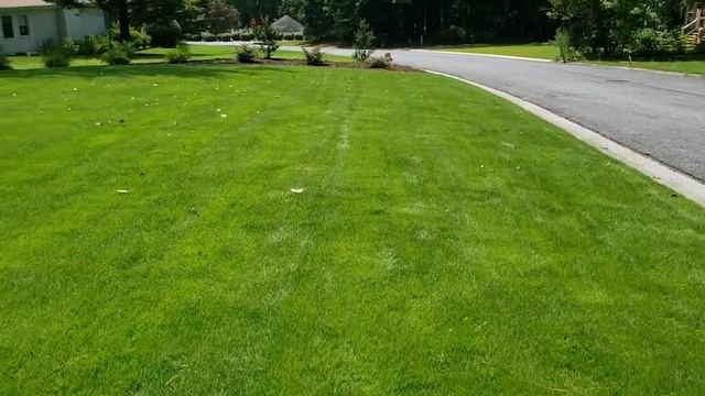 Poa Annua Treated, Beautiful Zoysia Lawn – Part II смотреть онлайн