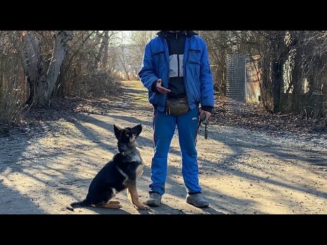 Дрессировка Немецкой овчарки-Дейл 4 месяца смотреть онлайн