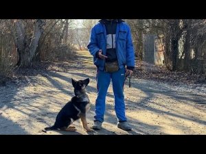 Дрессировка Немецкой овчарки-Дейл 4 месяца