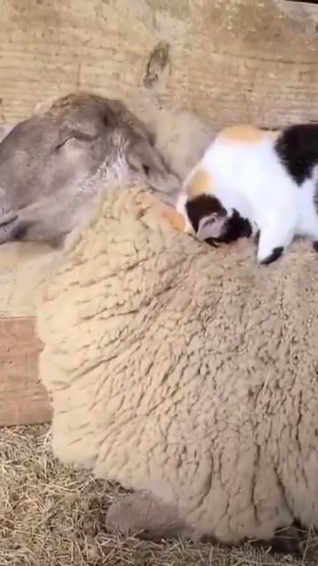 Cat Is Sleeping On The Back Of Sheep🐑 Best Cat Vedio #shorts #viral #viralshorts #animals #cat смотреть онлайн