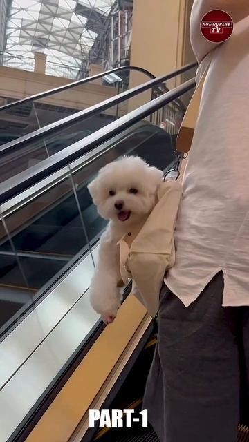 Information about Bichon Frise Dog Breed || fact in hindi #shorts @humourinktv PART-1 смотреть онлайн
