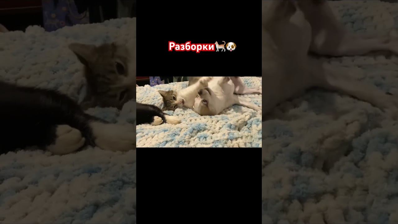 Кошачьи-собачьи Разборки смотреть онлайн