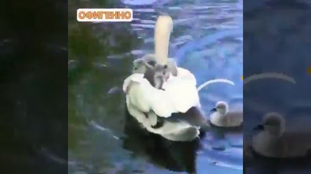 Ты познаеш как лебедь может учить или хранитьлебедят! смотреть онлайн