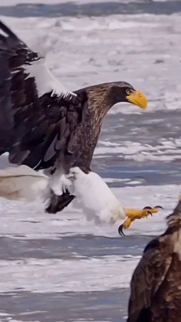 Eagles: The Kings of the Sky | Free Documentary Nature смотреть онлайн