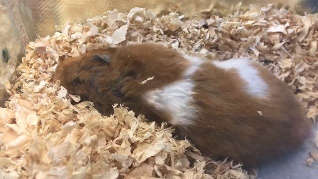 When your hamster is busy... смотреть онлайн