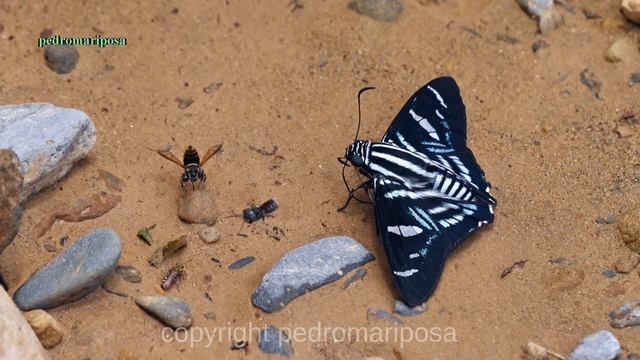 Phocides sp. & Elbella sp. from Bolivia смотреть онлайн